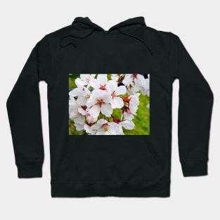Photography - More cherry blossom Hoodie